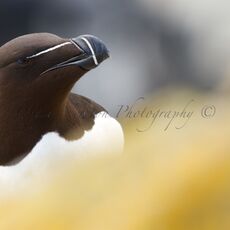 Razorbill (Alca torda), Isle of May, Scotland
