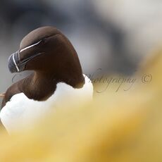 Razorbill (Alca torda), Isle of May, Scotland