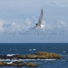 Arctic Tern (Sterna paradisaea), Isle of May, Scotland