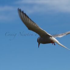 Arctic Tern (Sterna paradisaea), Isle of May, Scotland