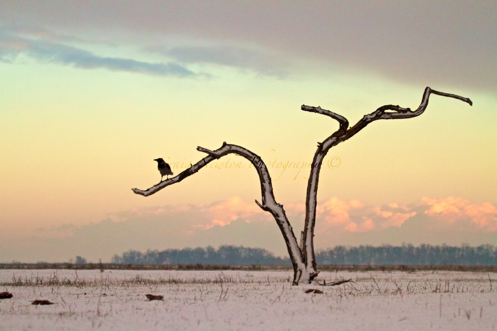 Hooded Crow (Corvus cornix), Hortobagy NP, Hungary