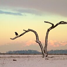 Hooded Crow (Corvus cornix), Hortobagy NP, Hungary