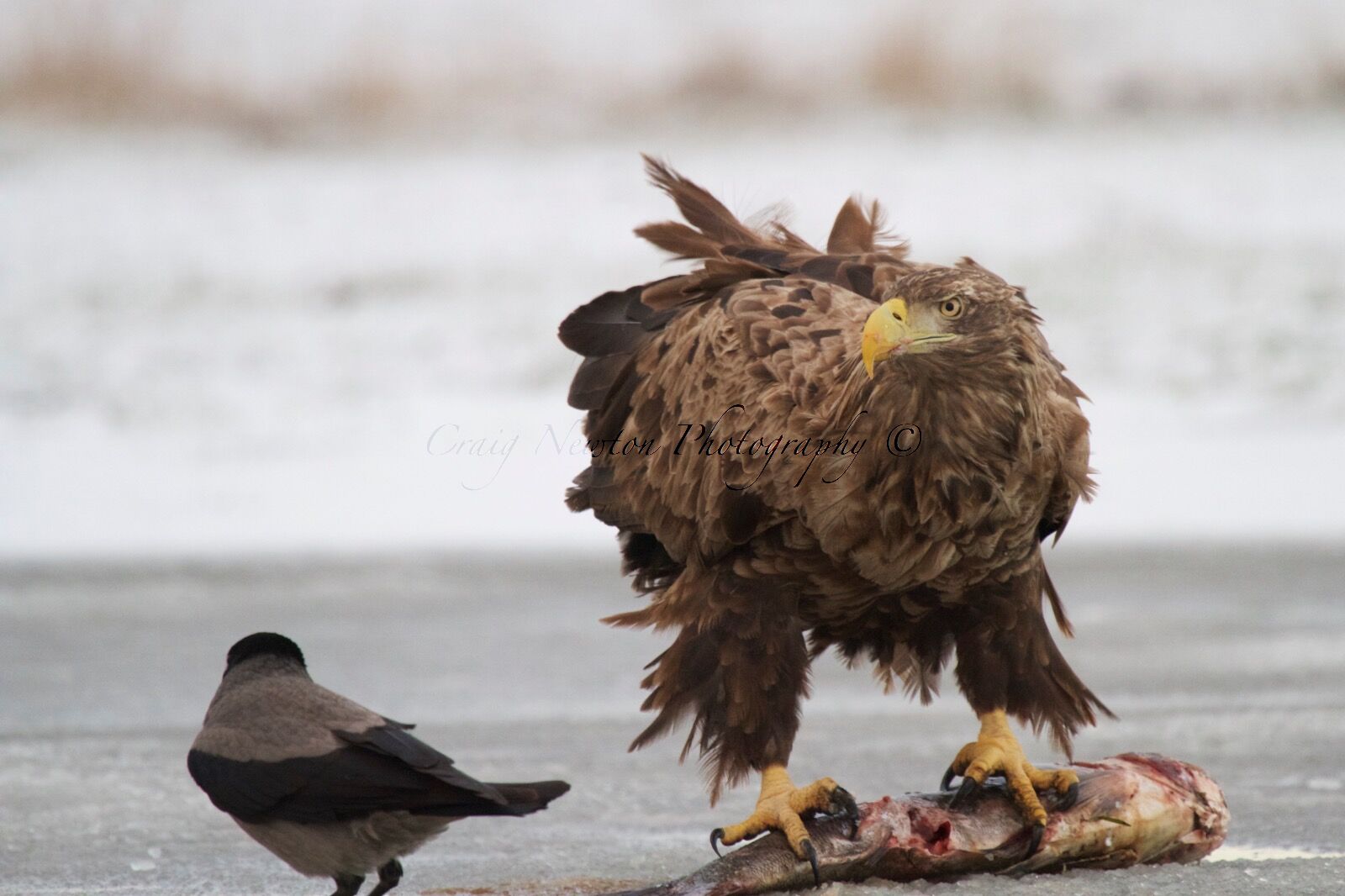White-tailed Eagle (Haliaeetus albicilla), Hortobagy NP, Hungary