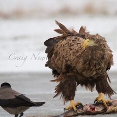 White-tailed Eagle (Haliaeetus albicilla), Hortobagy NP, Hungary