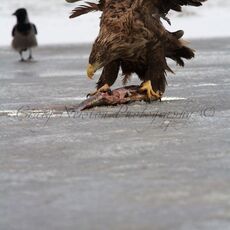 White-tailed Eagle (Haliaeetus albicilla), Hortobagy NP, Hungary