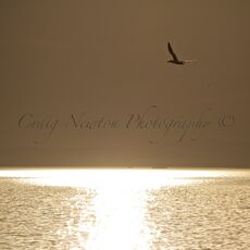Northern Gannet (Morus bassanus), Aberlady Bay, Scotland