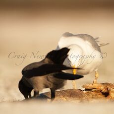 Caspian Gull (Larus argentatus cachinnans) & Hooded Crow (Corvus cornix), Hortobagy NP, Hungary