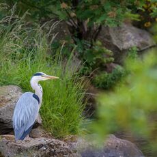 Grey Heron (Ardea cinerea), Edinburgh, Scotland