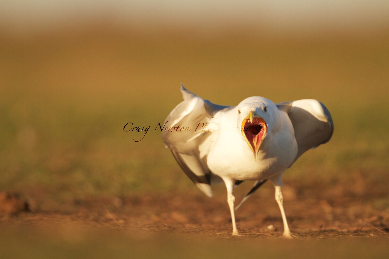 Caspian Gull (Larus argentatus cachinnans), Hortobagy NP, Hungary