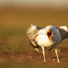 Caspian Gull (Larus argentatus cachinnans), Hortobagy NP, Hungary