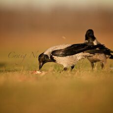 Hooded Crows (Corvus cornix), Hortobagy NP, Hungary