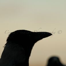 Hooded Crow (Corvus cornix), Hortobagy NP, Hungary