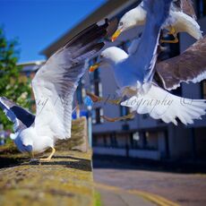 European Herring Gulls (Larus argentatus), Edinburgh, Scotland