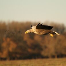Birds of the Hortobágy