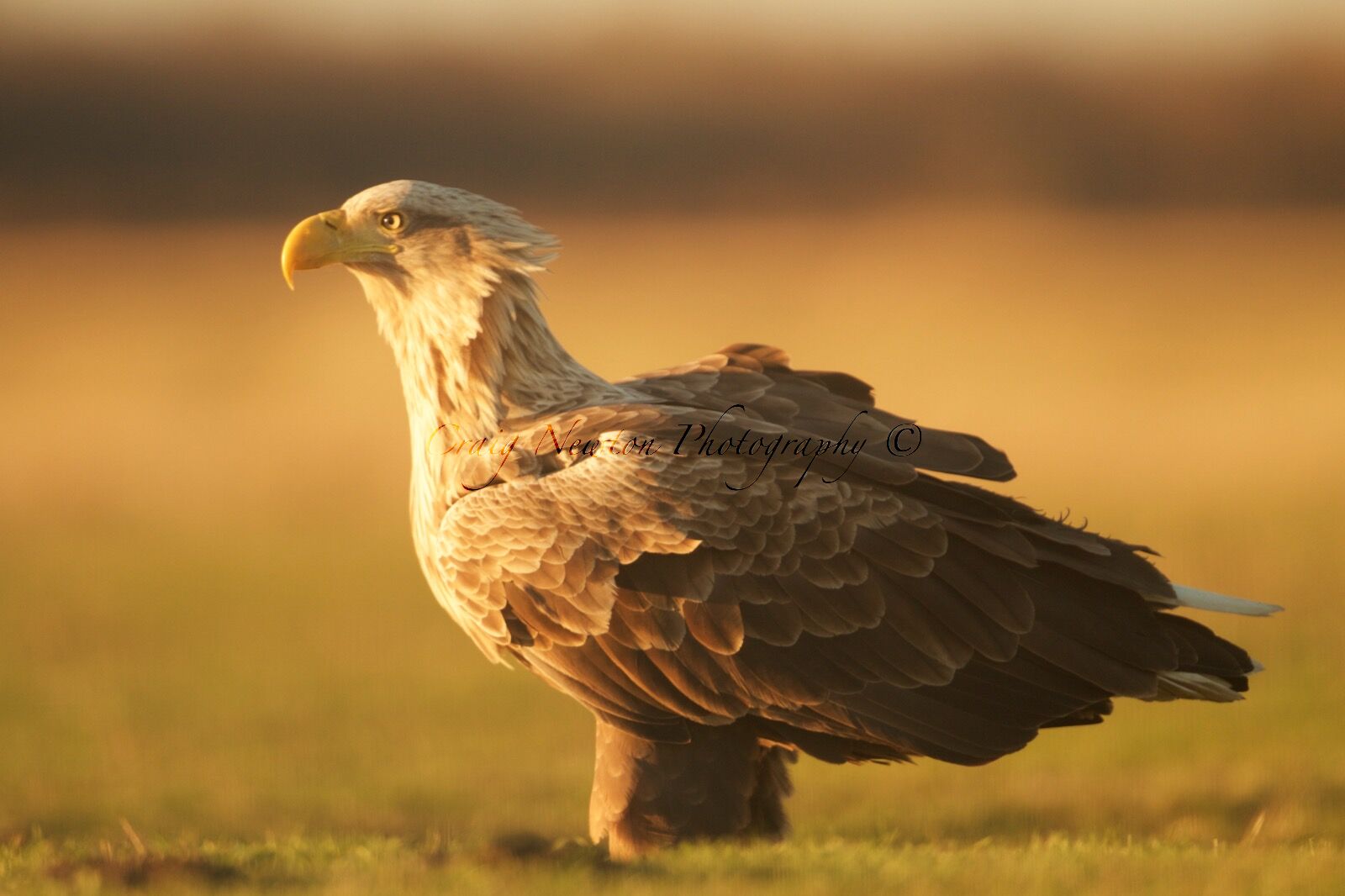 White-tailed Eagle (Haliaeetus albicilla), Hortobagy NP, Hungary