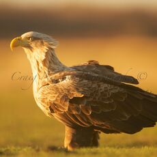 White-tailed Eagle (Haliaeetus albicilla), Hortobagy NP, Hungary