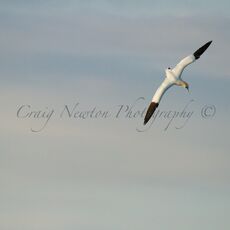 Northern Gannet (Morus bassanus), Aberlady Bay, Scotland