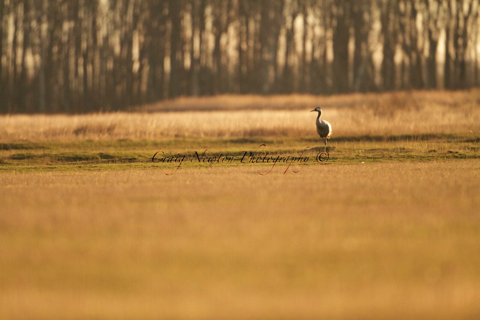 Eurasian Crane (Grus grus), Hortobagy NP, Hungary