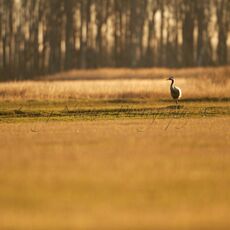 Eurasian Crane (Grus grus), Hortobagy NP, Hungary