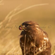 Common Buzzard (Buteo buteo), Hortobagy NP, Hungary