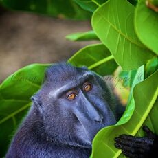 Celebes Crested Macaque (Macaca nigra), Tangkoko Batuangus Nature Reserve, Sulawesi, Indonesia