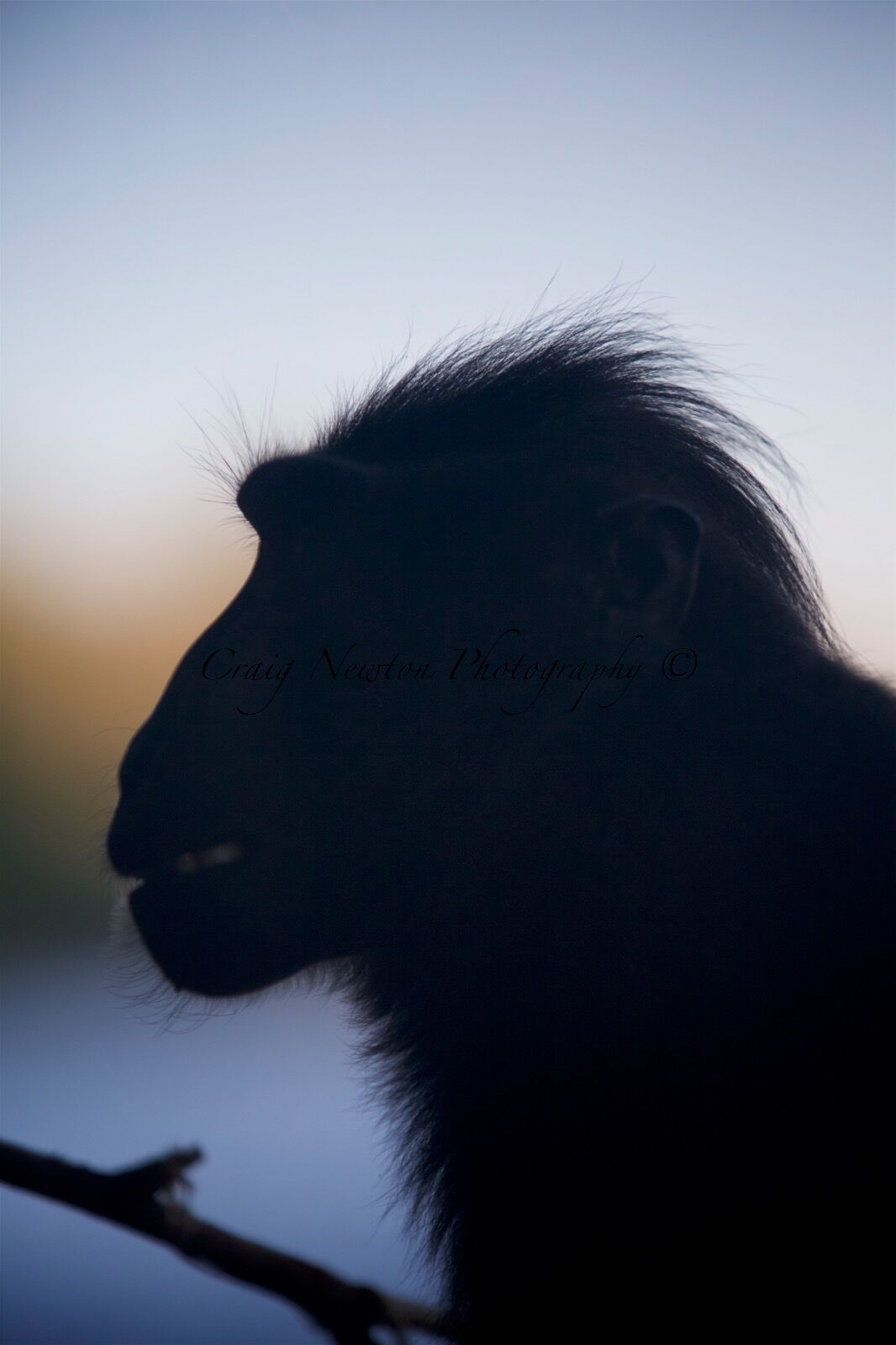 Celebes Crested Macaque (Macaca nigra), Tangkoko Batuangus Nature Reserve, Sulawesi, Indonesia