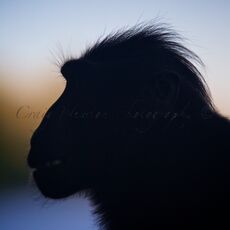 Celebes Crested Macaque (Macaca nigra), Tangkoko Batuangus Nature Reserve, Sulawesi, Indonesia