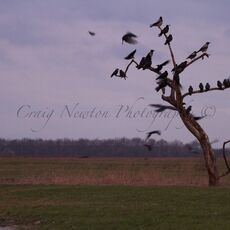 Hooded Crows (Corvus cornix), Hortobagy NP, Hungary