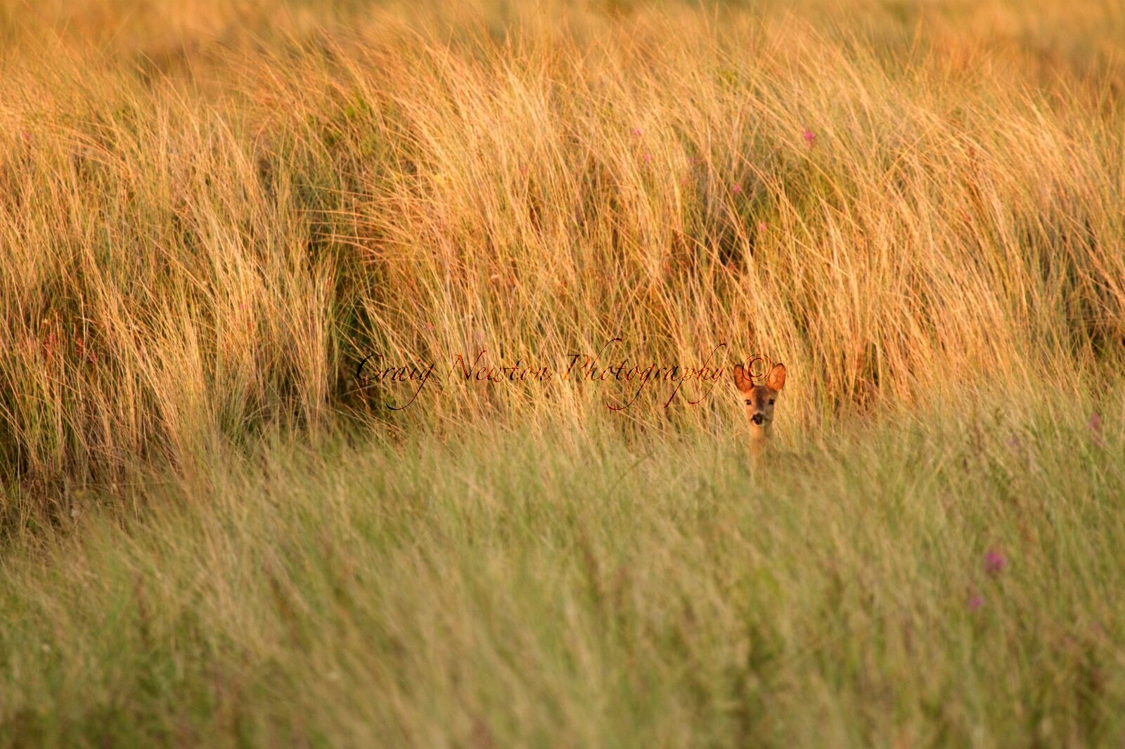 Roe Deer (Capreolus capreolus), Aberlady, Scotland