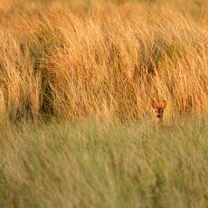 Roe Deer (Capreolus capreolus), Aberlady, Scotland