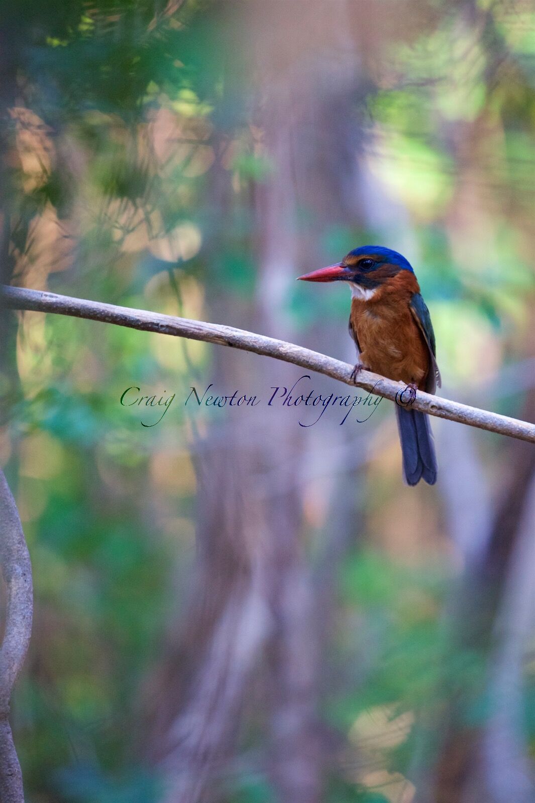Green-backed Kingfisher (Actenoides monachus), Tangkoko Batuangus Nature Reserve, Sulawesi, Indonesia