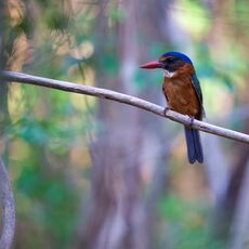 Green-backed Kingfisher (Actenoides monachus), Tangkoko Batuangus Nature Reserve, Sulawesi, Indonesia