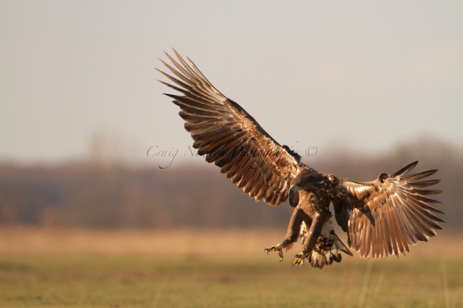White-Tailed Eagle Juvenile (Haliaeetus albicilla), Hortobagy NP, Hungary
