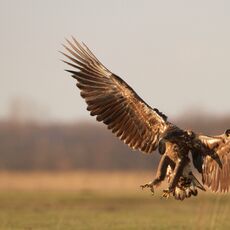 White-Tailed Eagle Juvenile (Haliaeetus albicilla), Hortobagy NP, Hungary