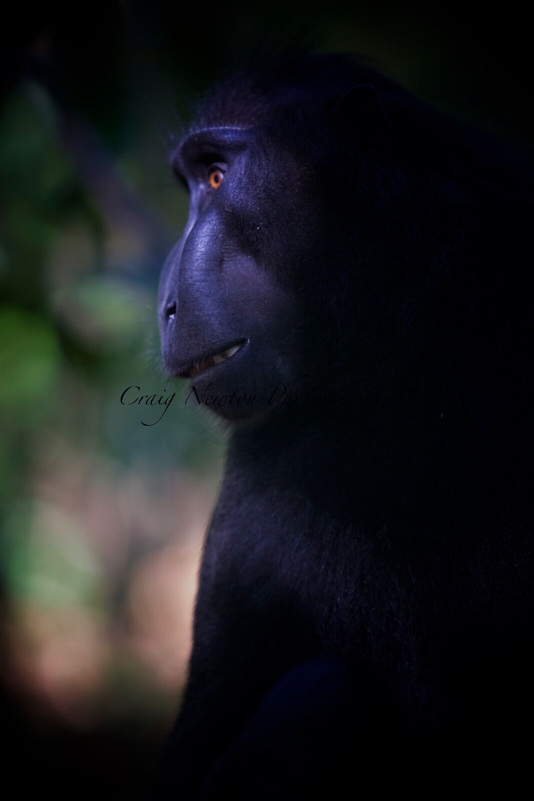 Celebes Crested Macaque (Macaca nigra), Tangkoko Batuangus Nature Reserve, Sulawesi, Indonesia