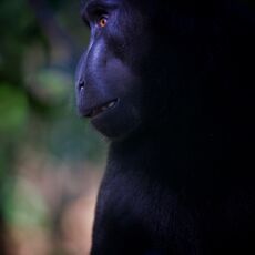 Celebes Crested Macaque (Macaca nigra), Tangkoko Batuangus Nature Reserve, Sulawesi, Indonesia