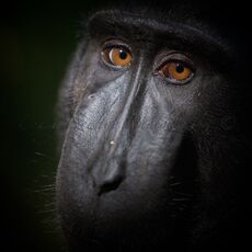 Celebes Crested Macaque (Macaca nigra), Tangkoko Batuangus Nature Reserve, Sulawesi, Indonesia