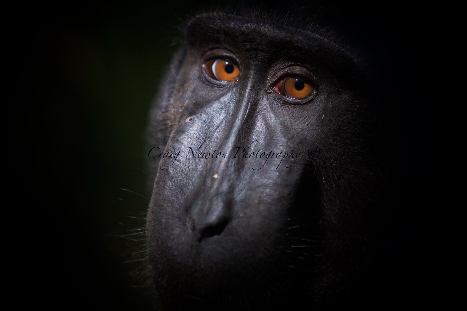 Celebes Crested Macaque (Macaca nigra), Tangkoko Batuangus Nature Reserve, Sulawesi, Indonesia