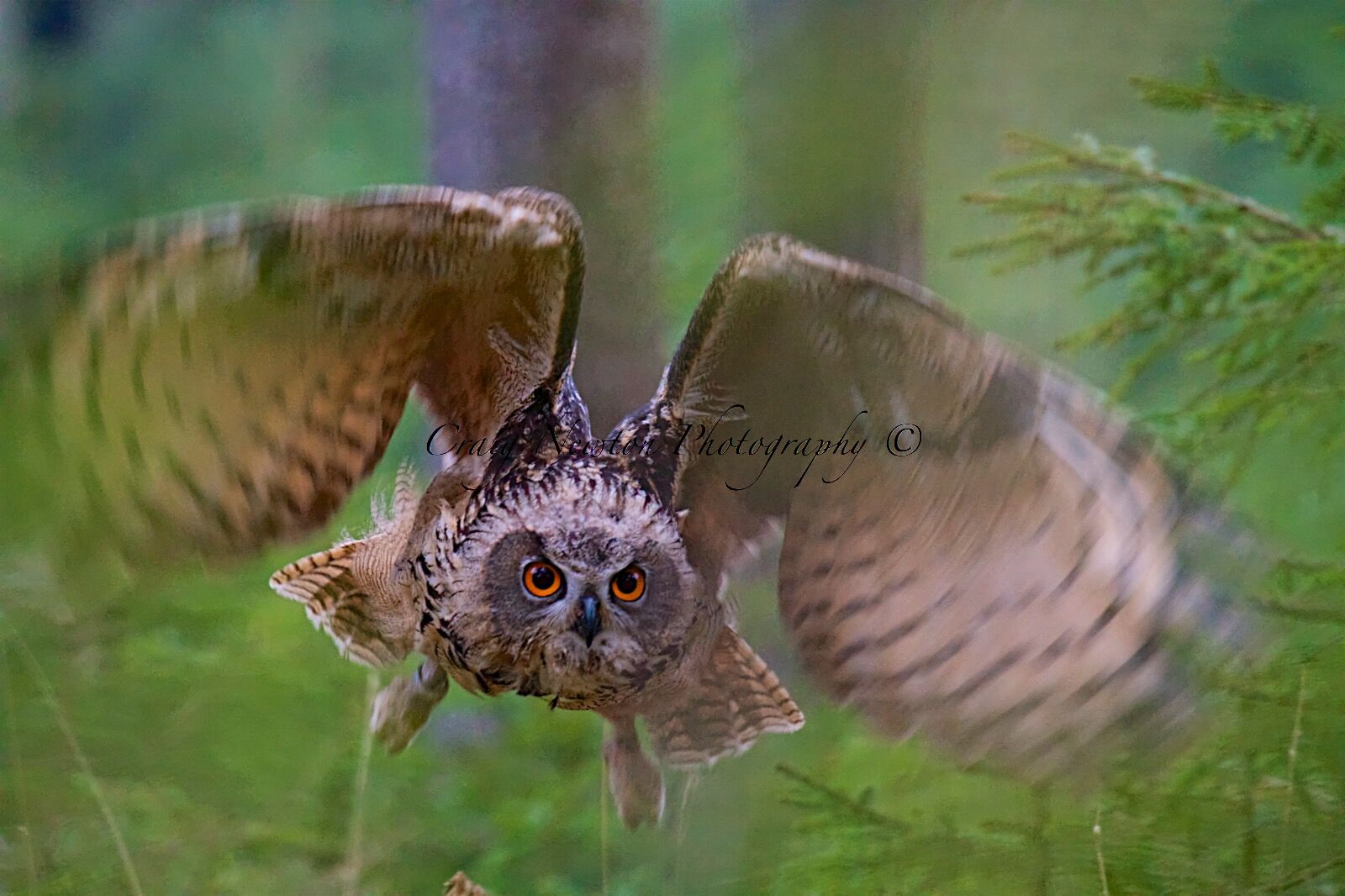 Eurasian Eagle Owl (Bubo bubo), Controlled Conditions