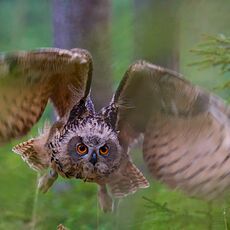 Eurasian Eagle Owl (Bubo bubo), Controlled Conditions