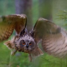 Eurasian Eagle Owl (Bubo bubo), Captive