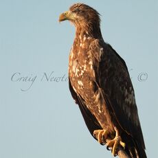 White-tailed Eagle Juvenile (Haliaeetus albicilla), Hortobagy NP, Hungary