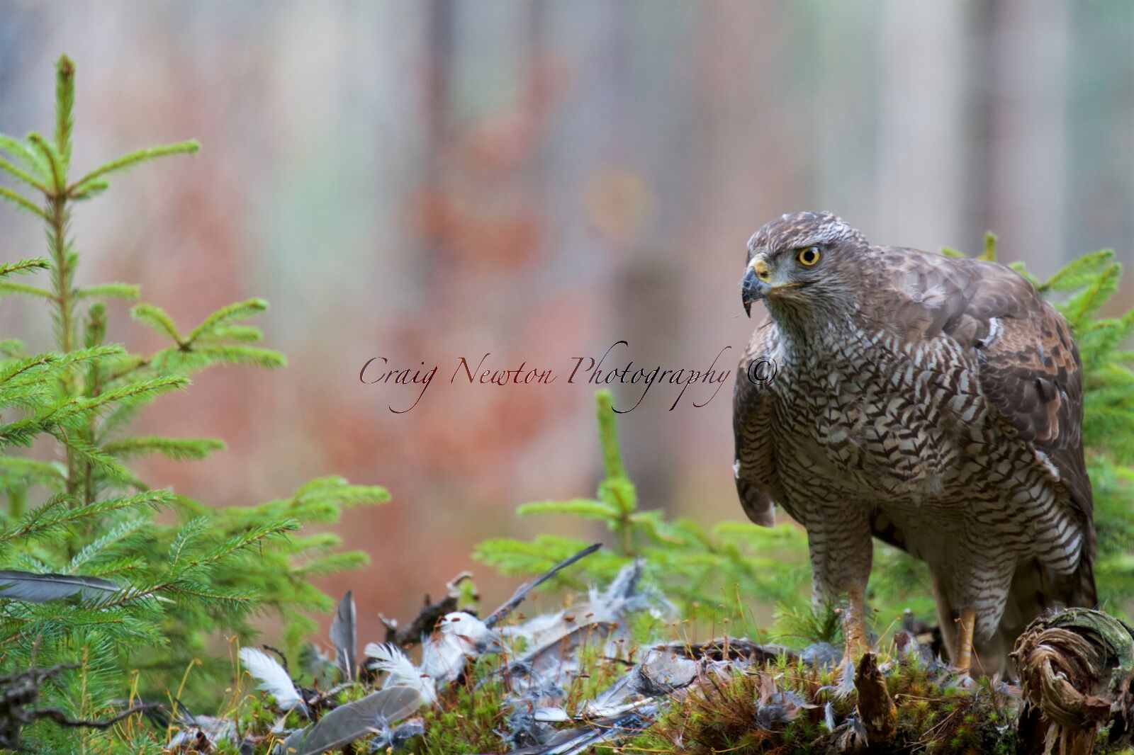 Eurasian goshawk (Astur gentilis) Controlled Conditions