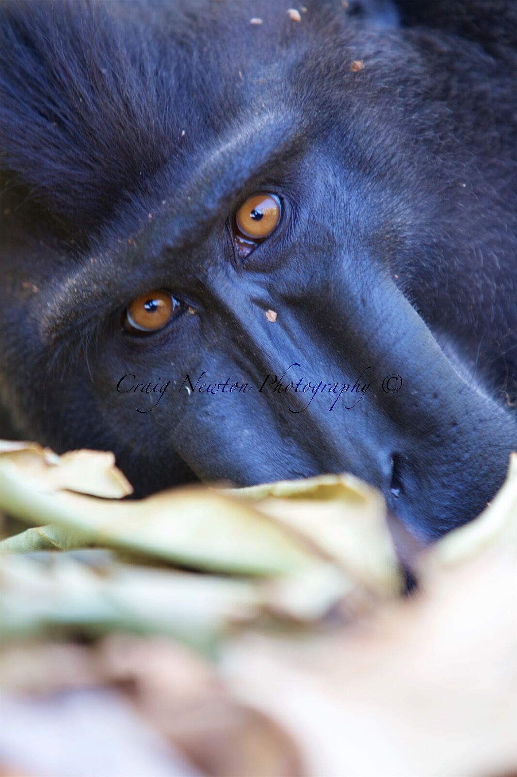 Celebes Crested Macaque (Macaca nigra), Tangkoko Batuangus Nature Reserve, Sulawesi, Indonesia