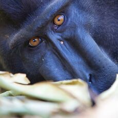 Celebes Crested Macaque (Macaca nigra), Tangkoko Batuangus Nature Reserve, Sulawesi, Indonesia