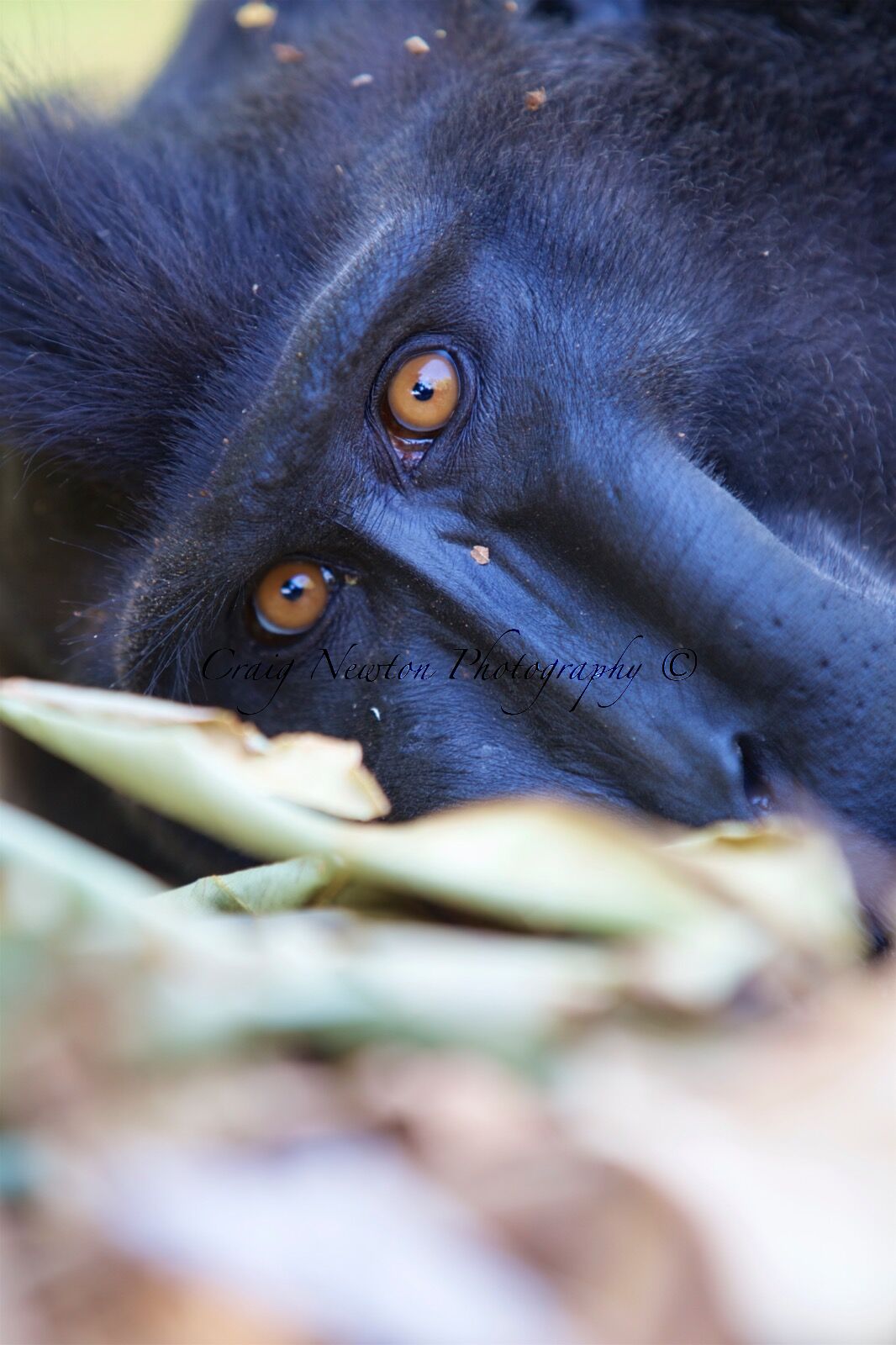 Celebes Crested Macaque (Macaca nigra), Tangkoko Batuangus Nature Reserve, Sulawesi, Indonesia
