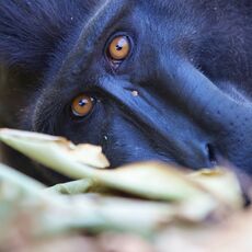 Celebes Crested Macaque (Macaca nigra), Tangkoko Batuangus Nature Reserve, Sulawesi, Indonesia