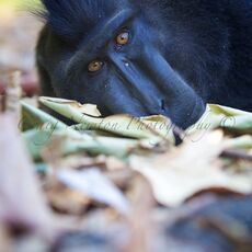Celebes Crested Macaque (Macaca nigra), Tangkoko Batuangus Nature Reserve, Sulawesi, Indonesia