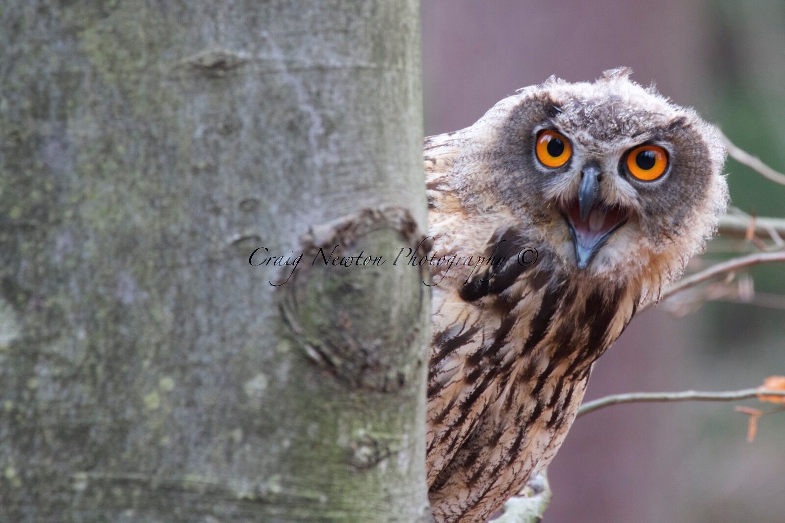 Eurasian Eagle Owl (Bubo bubo), Controlled Conditions