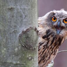 Eurasian Eagle Owl (Bubo bubo), Controlled Conditions